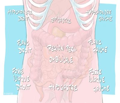 regions_abdomen-ventre_illustration_o_juanati_-_c_snfge_bd.jpg